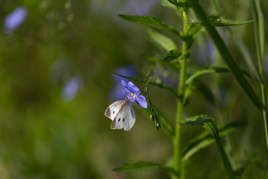 亚麻花