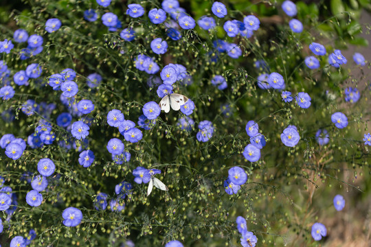 亚麻花