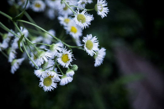 洋甘菊