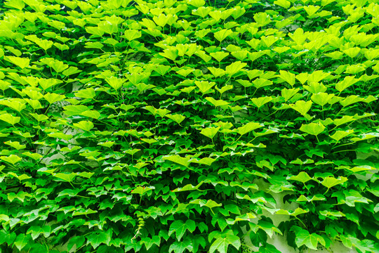 爬山虎植物墙背景墙