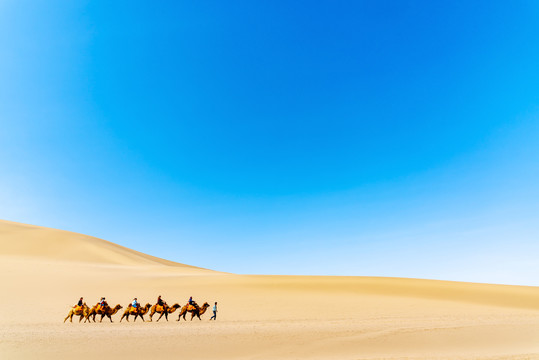 敦煌鸣山沙骆驼