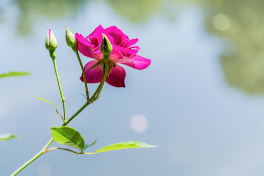 红色月季花