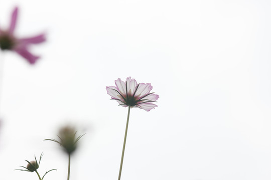 盛开的波斯菊