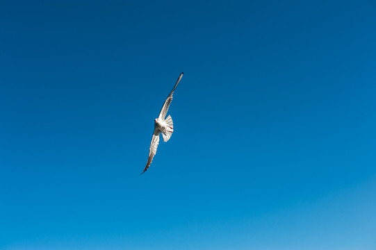 飞翔的海鸥