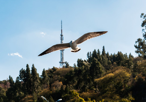 飞翔的海鸥