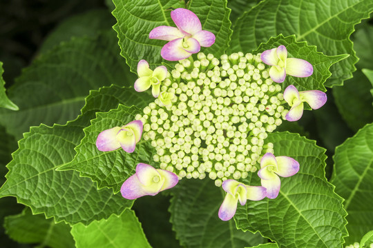 绣球花