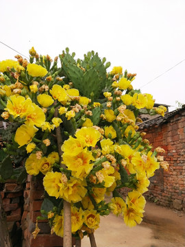 仙人掌花开金灿灿