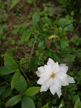 栀子花开