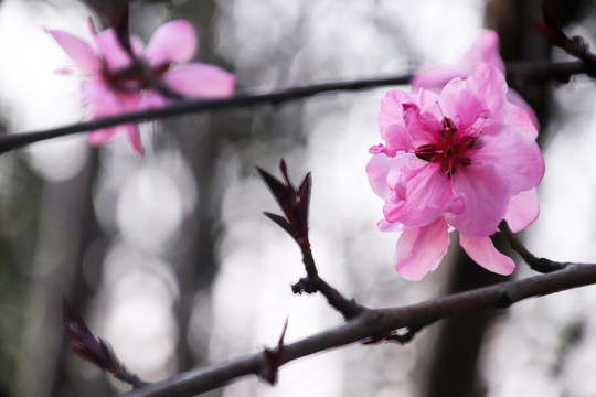 公园唯美粉红桃花素材