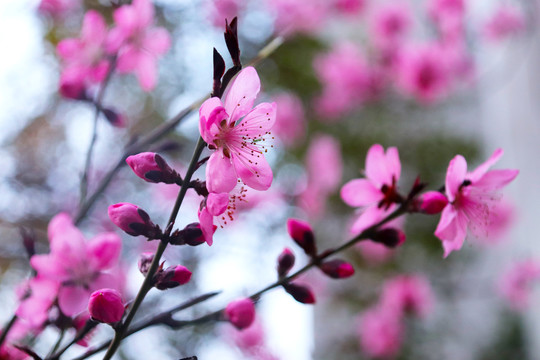 公园唯美粉红桃花素材