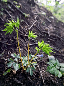 阳光下的小野草