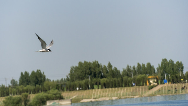 河流上空飞翔的燕鸥