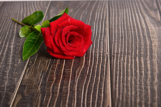 木板上的红玫瑰花