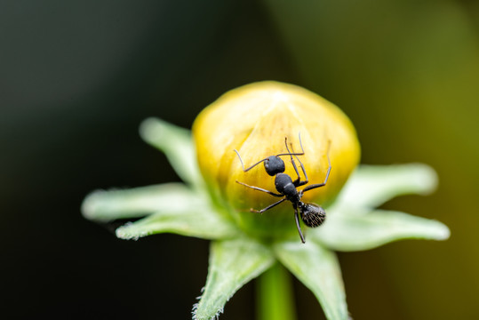 花蕾上的黑蚂蚁特写