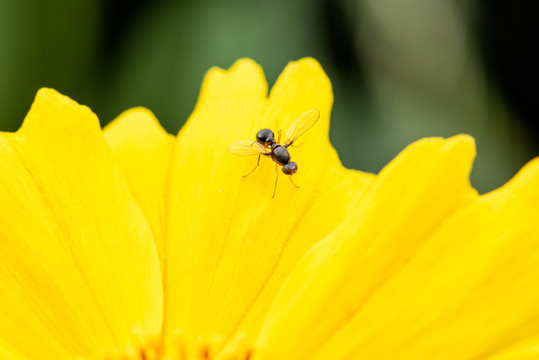 黄色的金鸡菊花上的黑蚂蚁