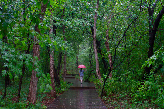 森林雨后