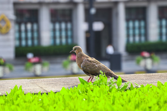 外滩上的小鸟