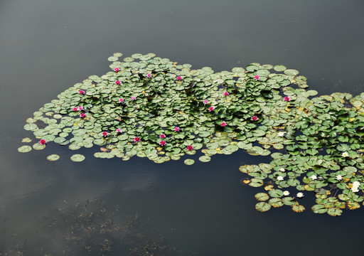 微山湖湿地睡莲花开