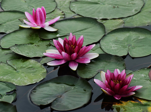 微山湖湿地睡莲花开