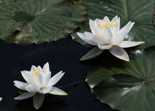 微山湖湿地睡莲花开