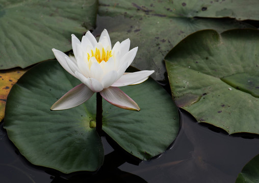 微山湖湿地睡莲花开