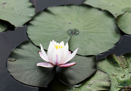 微山湖湿地睡莲花开