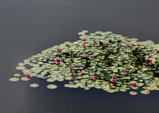 微山湖湿地睡莲花开