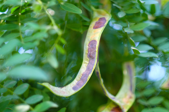 绿色植物