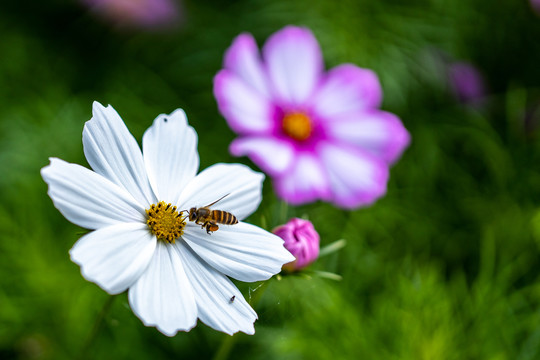 格桑花