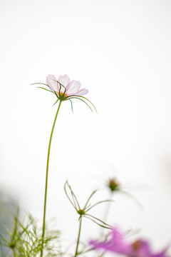 格桑花