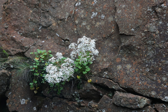 岩石缝隙中的野花