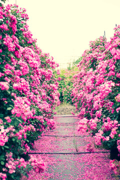 含羞的花朵蔷薇玫瑰花粉红花朵