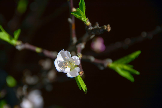 桃花