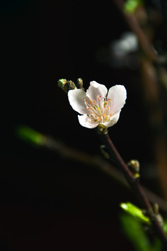 桃花开