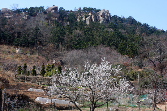 山景