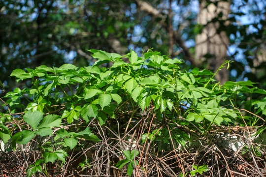 爬山虎爬墙虎