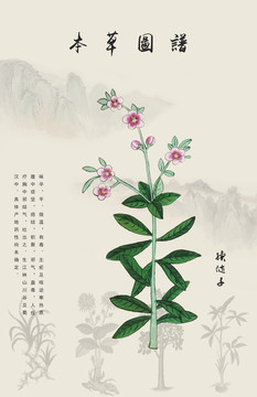 續(xù)隨子
