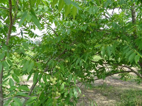 掛果核桃樹