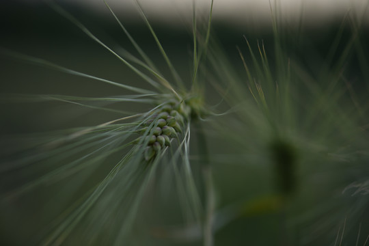 暗黑锋芒