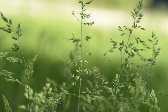 香草