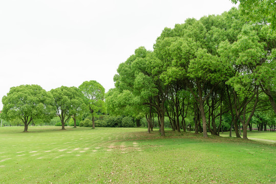 树林草地