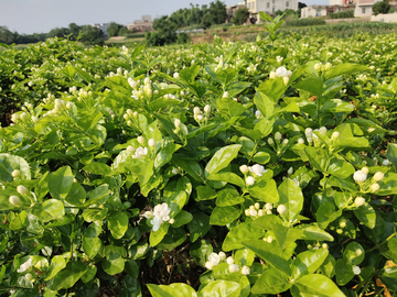 茉莉花