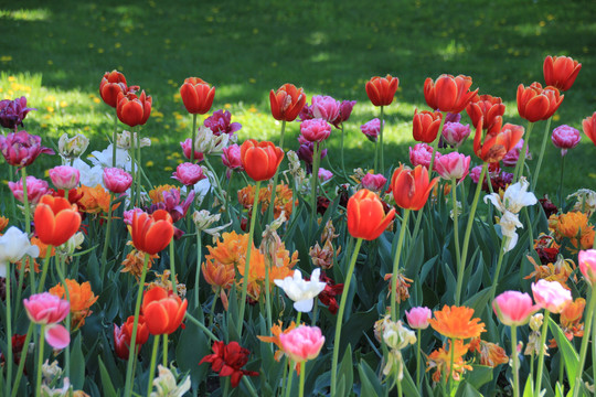 郁金香花