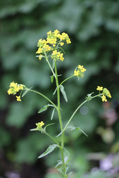 金黄色的油菜花