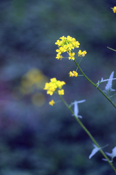 油菜花