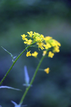 油菜花