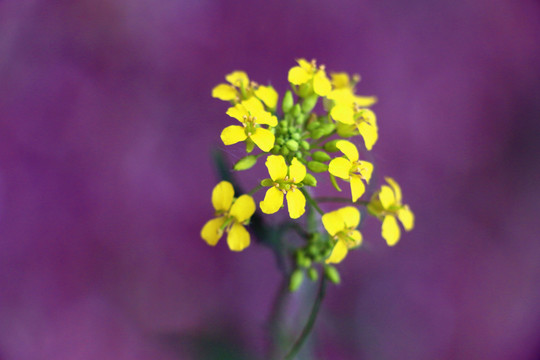 油菜花