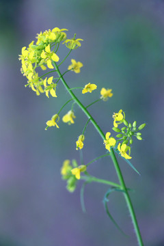 金黄色的油菜花