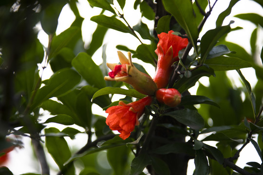 五月榴花红胜火