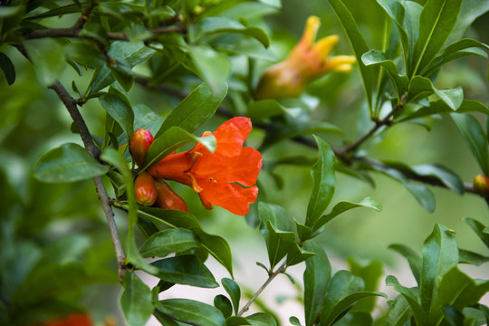 五月榴花红胜火